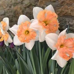 Hungarian Rhapsody Daffodil (Narcissus Hungarian Rhapsody) Img 3